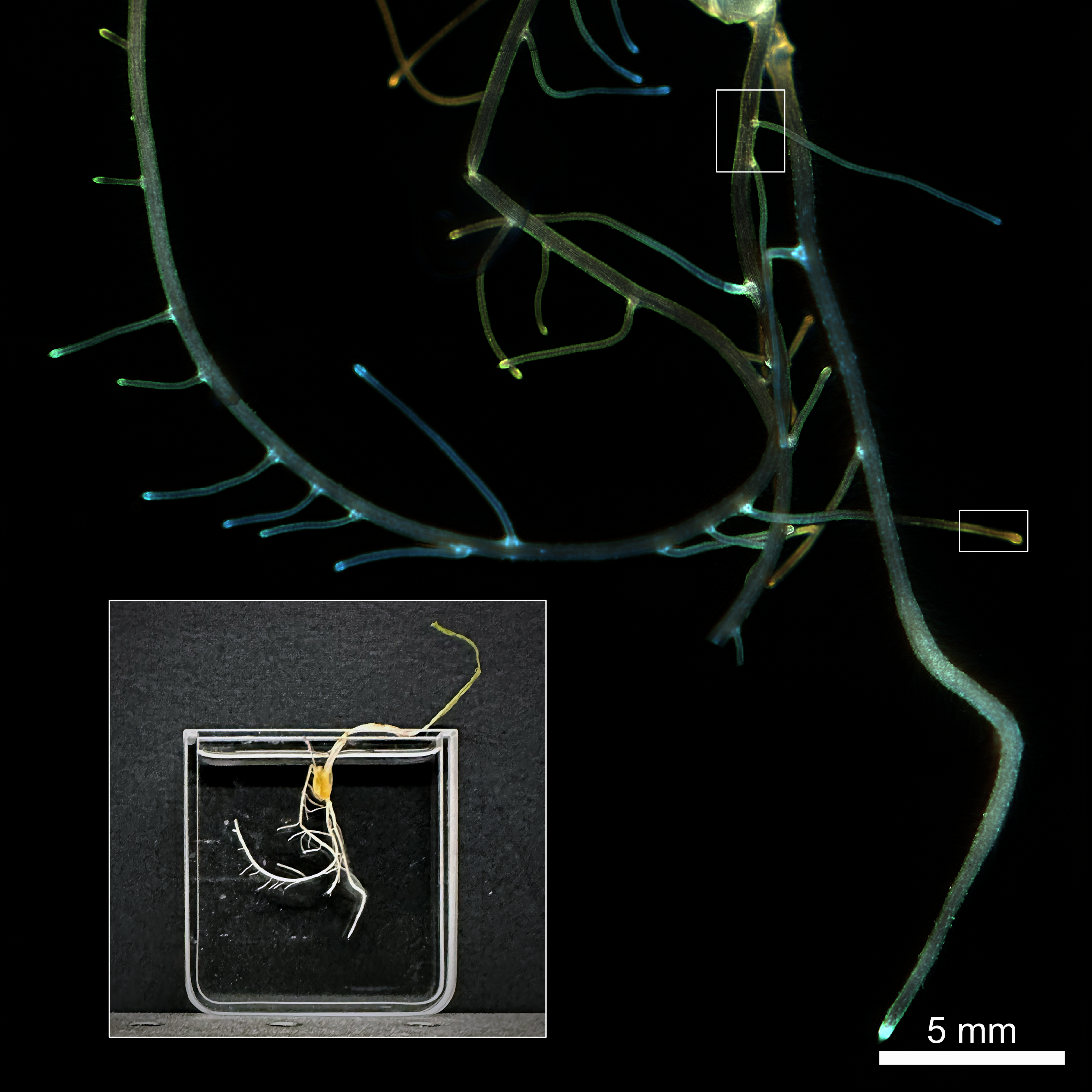 fig_root